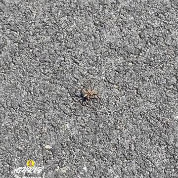 WHAT KIND OF SPIDER IS THAT?