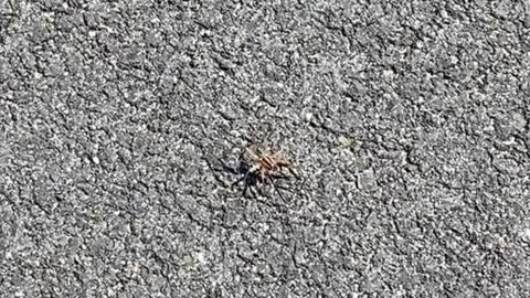 WHAT KIND OF SPIDER IS THAT?