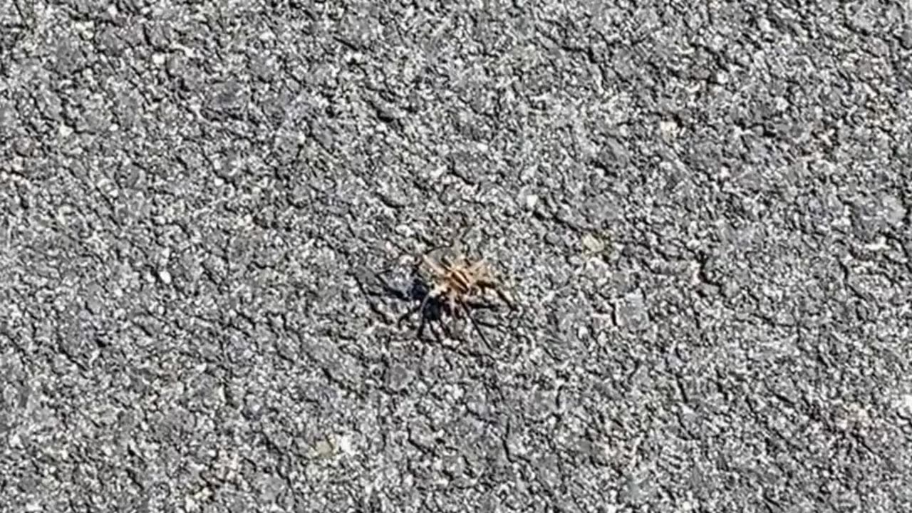 WHAT KIND OF SPIDER IS THAT?