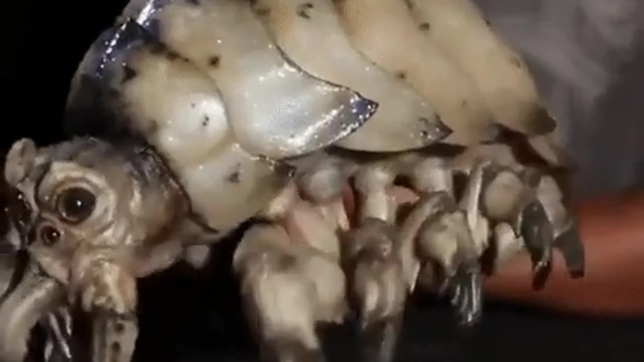 🤯✨ Tiny Bugs in "Pacific Rim" Are Real! Not CGI but Amazing Animatronics | FeedMyCuriosity