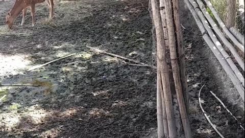 deer
