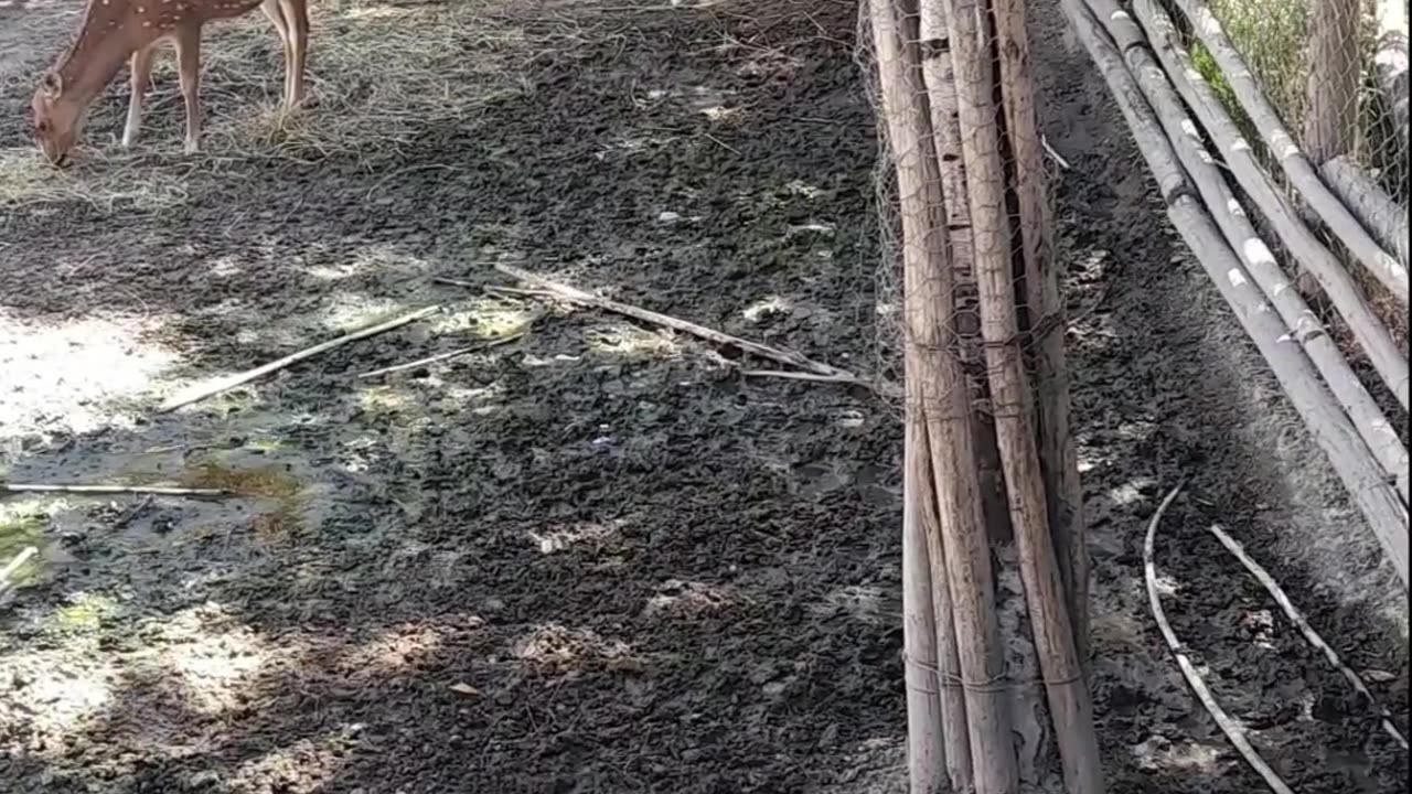 deer