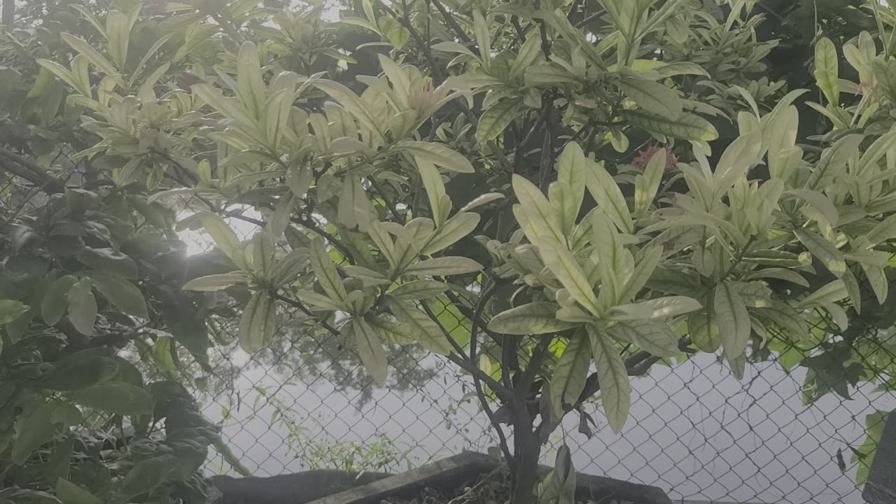 Peony tree in my family_003_Date 09.14