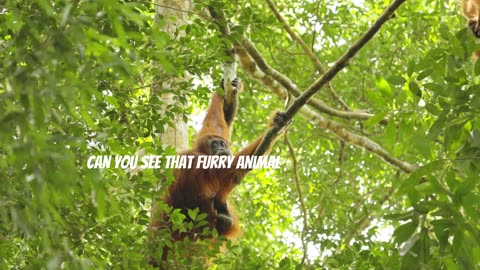 Jungle Animal Kids Learning Adventure.