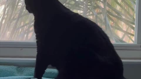 Cute Precious Piper Gets Over Enthusiastic at Her Spa - Adopting a Cat from a Shelter Vlog #shorts