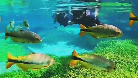 Under water beautiful Fish #viral #tranding #pets