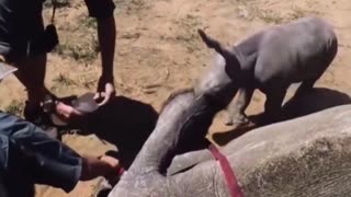 A baby Rhino tries to protect its mother from veterinarians, unaware that they were helping her.