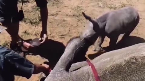 A baby Rhino tries to protect its mother from veterinarians, unaware that they were helping her.