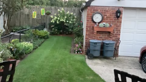 Cat in my backyard