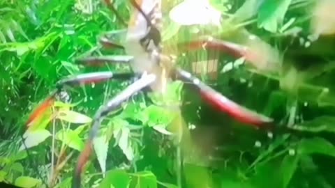 Insects Full Episode