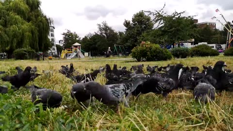 Feeding Frenzy: Time-Lapse of Pigeons in the Park