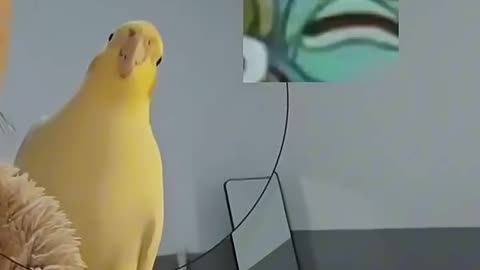 Parrot impersonation show