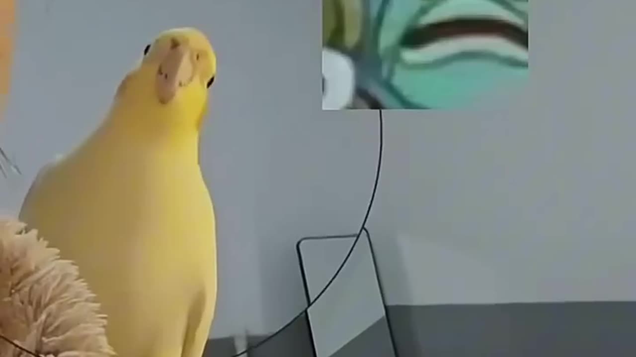 Parrot impersonation show