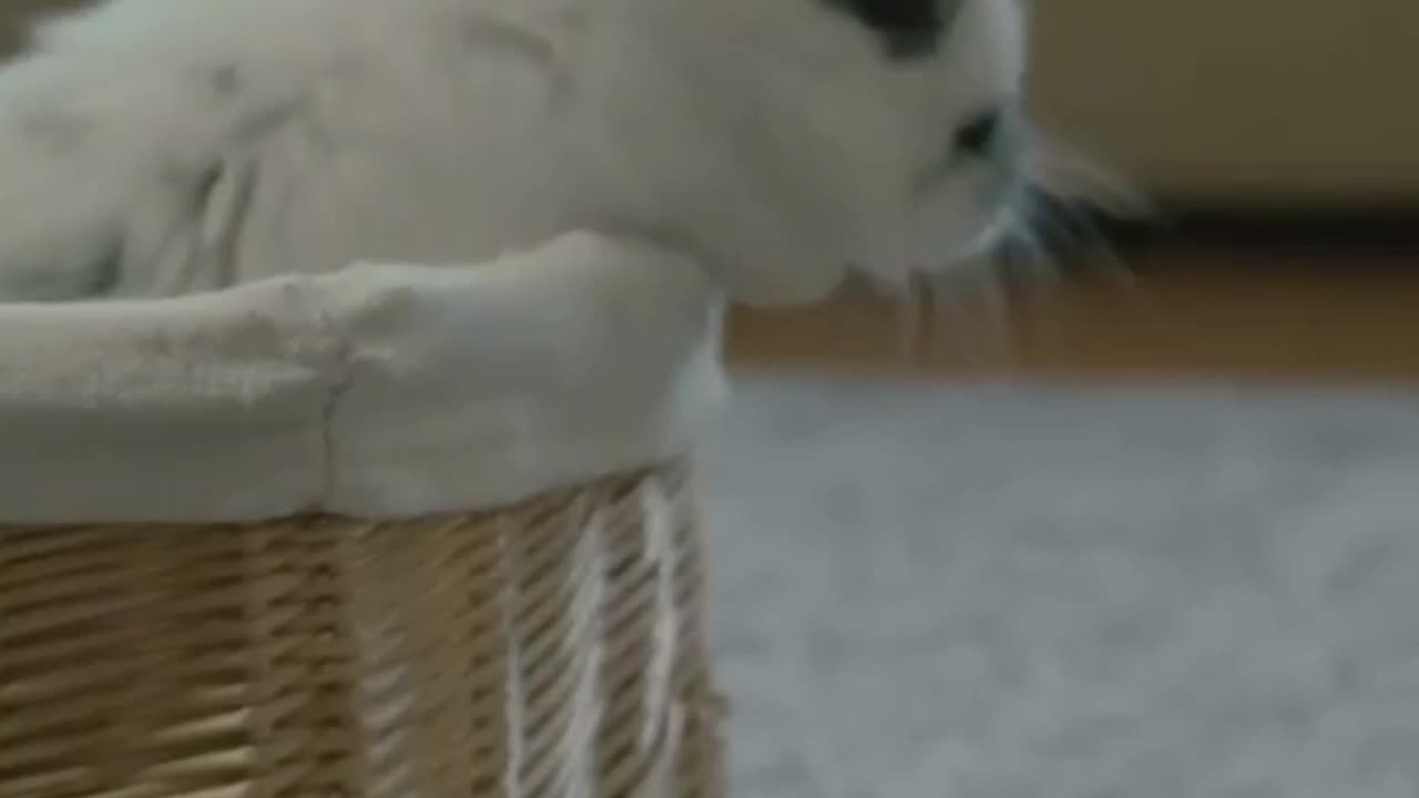 Daily Dose of Adorable