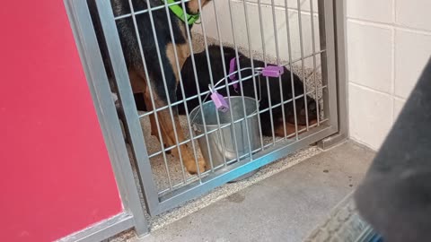 Chaco-Zoe 3y A816625 kennel 71 pod 3 PACC shelter ~'strong' duo_231