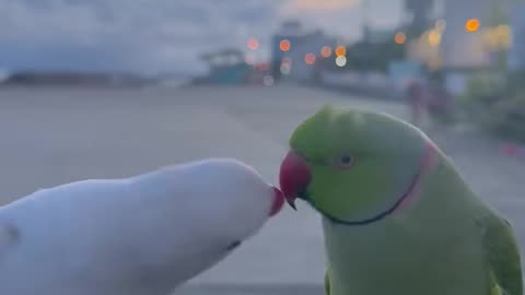 Love