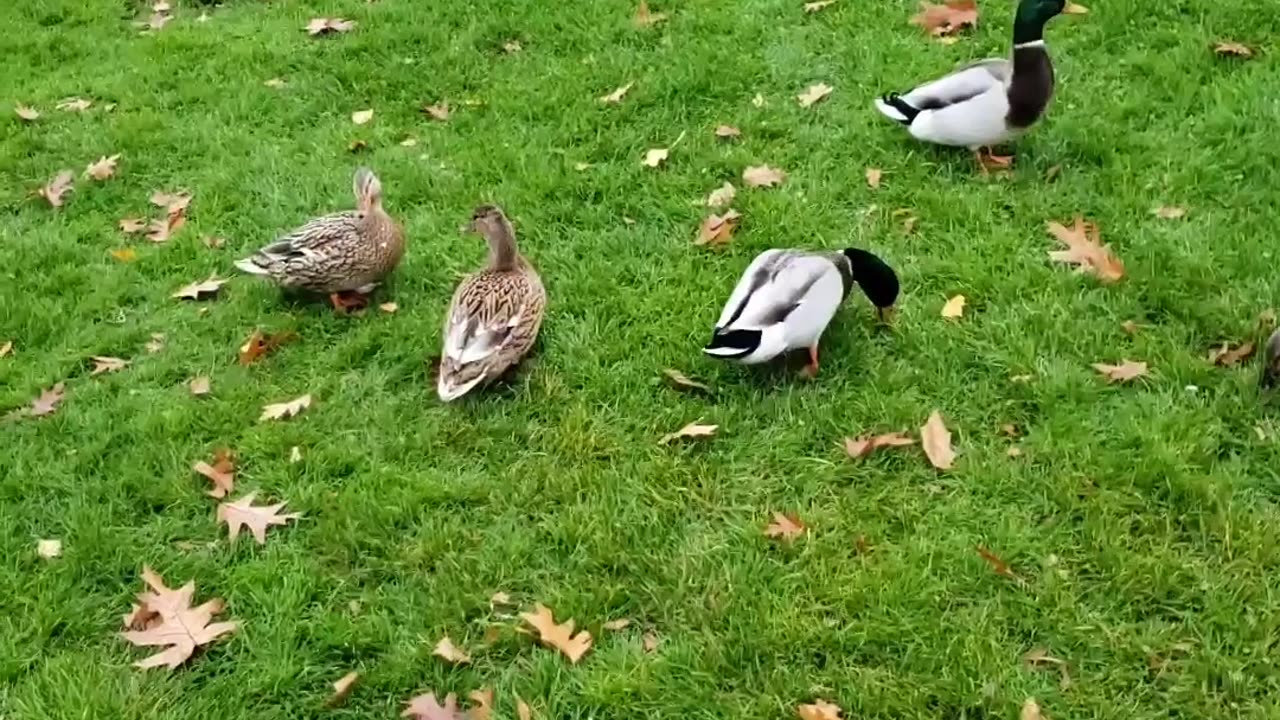 A song for ducks