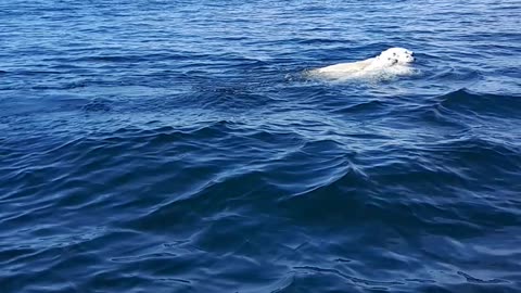 Boaters Cross Paths With Polar Bear and Her Cubs