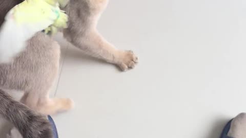 😱🦜 Naughty Parrot Always Bullies Cat! | FunFM