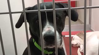 Luke-black lab 5y A876695 Rex-white 9 mo A856850 kennel 170 PACC shelter Rex didn't bark2025827696