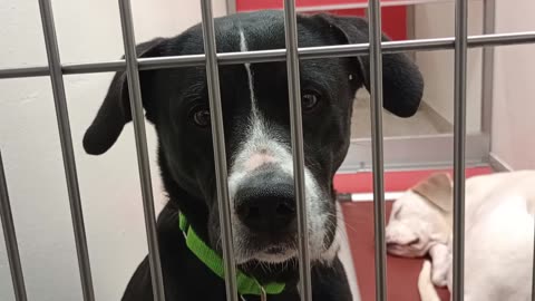 Luke-black lab 5y A876695 Rex-white 9 mo A856850 kennel 170 PACC shelter Rex didn't bark2025827696