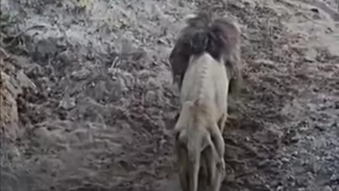 Viral: The last moments of the greatest lion in history #viral #shorts #youtube