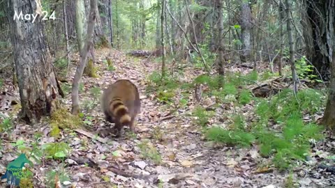 One year on a game trail in Northern Minnesota