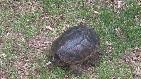 Snapping Turtle Tells Woman to Back Off