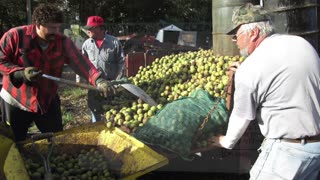 Dr Berg DIY Black Walnut Hull Parasite Cleanse