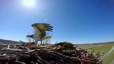 Osprey in the Nest fight over a catfish meal