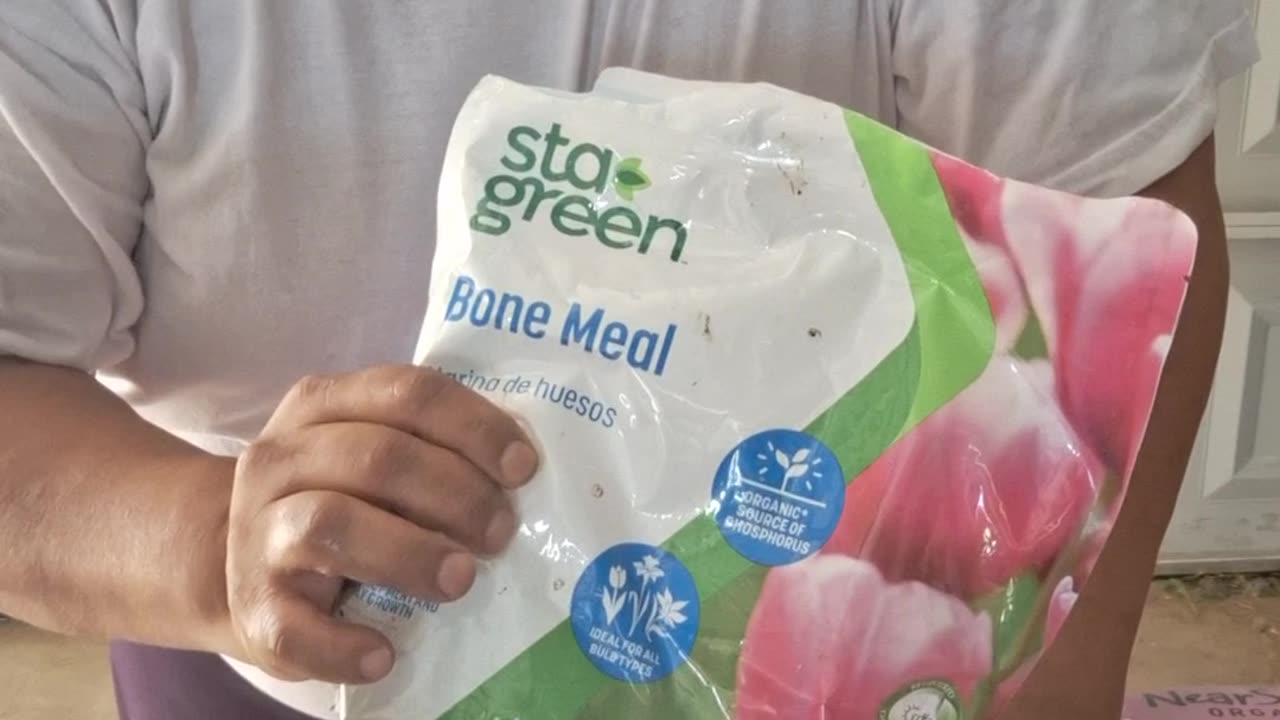 Transplanting the alocasia negra into a large pot.