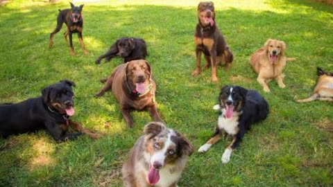 The Doghouse, LLC