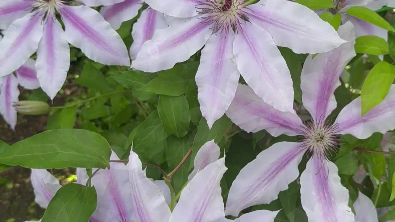 Always remember who you are that you came from the Stars.