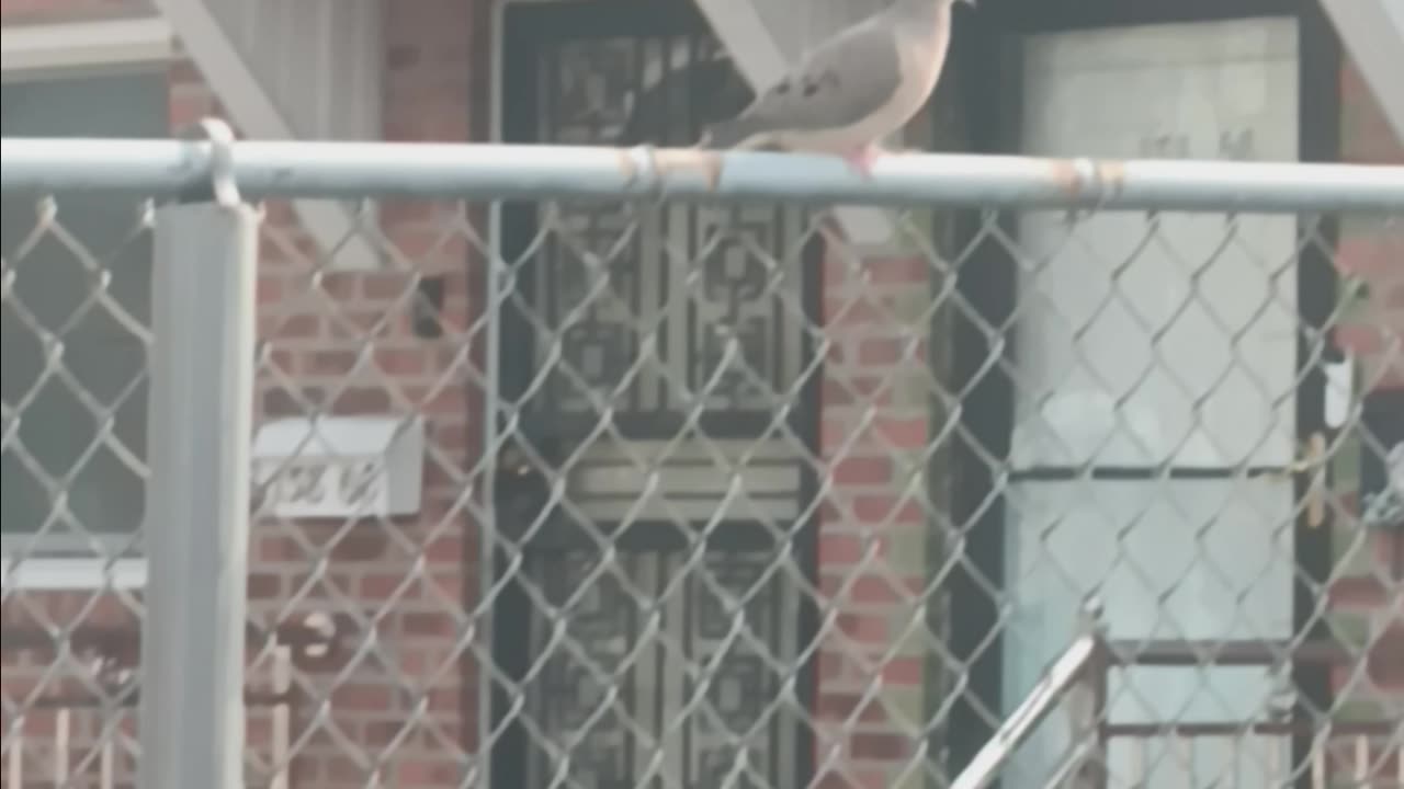 Morning Dove