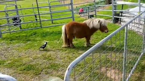 Hilarious Dogs That Will Make Your Day! 🐶🤣 | 2025 Compilation