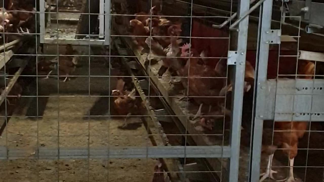 Egg chicken factory 2023 Uk Real:(