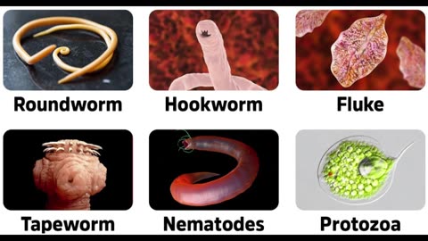 Parasites in Canned Sardines: What You Should Know