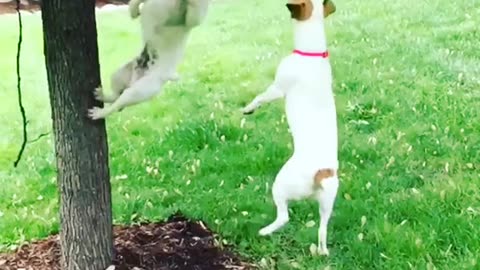 Jack Russell chaos mode: activated! 🌪️