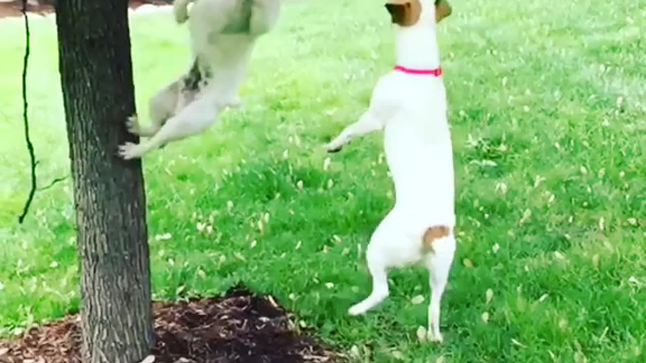 Jack Russell chaos mode: activated! 🌪️