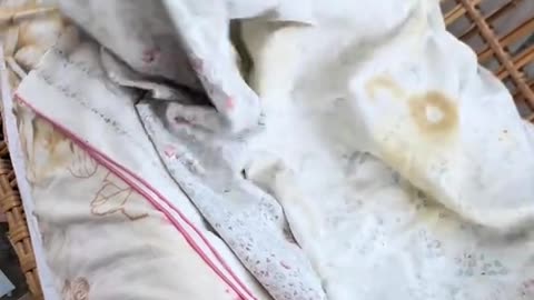 Sleeping Dog's Comedy Videos 🤣 so cute videos 😍 funny videos 🤣