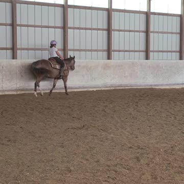 Standing trot for Ranch classes