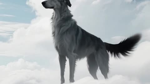 The Dog Who Was Killed for Saving a Prince's Baby