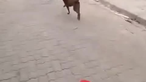 The Hunter is now the Hunted