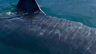 Dude who went out to sea in Norway captured footage of a massive shark he encountered.