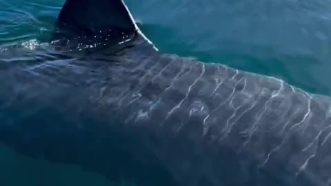 Dude who went out to sea in Norway captured footage of a massive shark he encountered.