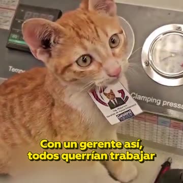 Un gatito rescatado se convierte en gerente de apoyo emocional