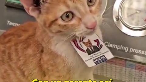 Un gatito rescatado se convierte en gerente de apoyo emocional