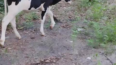 Our First Cow
