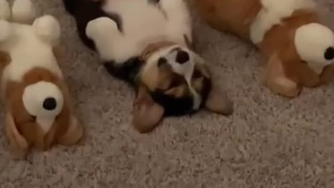 Funny Dogs Sleeping Standing Up / Câini Amuzanți Dormind din Picioare