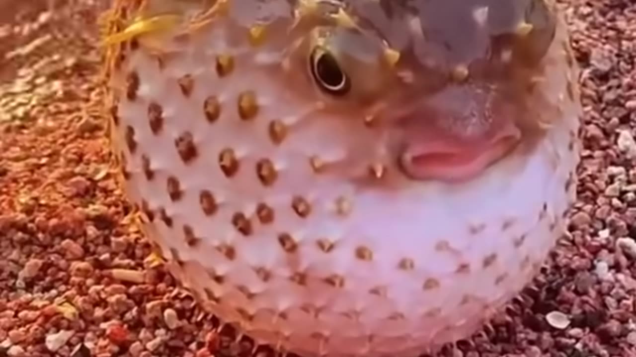 Cute Fuffer Fish